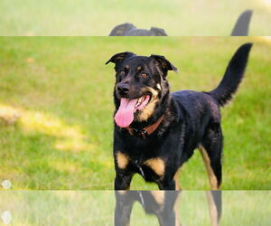 Shepradors Dogs for adoption in Princeton, MN, USA