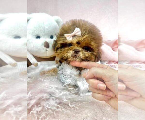 Medium Photo #12 Shih Tzu Puppy For Sale in TAMPA, FL, USA