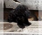 Small #2 YorkiePoo