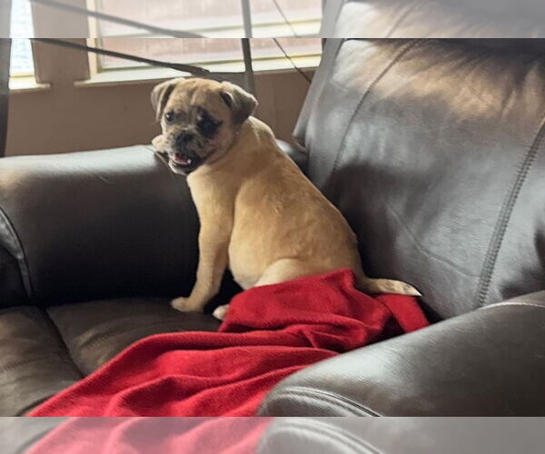Medium Photo #3 Pug-Unknown Mix Puppy For Sale in Denton, TX, USA