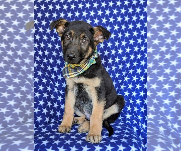 Medium Photo #2 German Shepherd Dog Puppy For Sale in GLEN ROCK, PA, USA