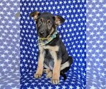 Small Photo #2 German Shepherd Dog Puppy For Sale in GLEN ROCK, PA, USA