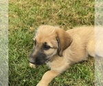 Small Photo #8 Shepadoodle Puppy For Sale in WHEELERSBURG, OH, USA