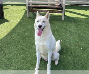 Siberian Husky Dogs for adoption in Orange, CA, USA