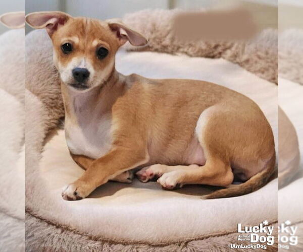 Medium Photo #1 Chihuahua-Unknown Mix Puppy For Sale in Washington, DC, USA