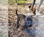 Small Photo #4 Belgian Malinois Puppy For Sale in LAKE CITY, FL, USA