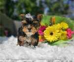 Small #1 Yorkshire Terrier