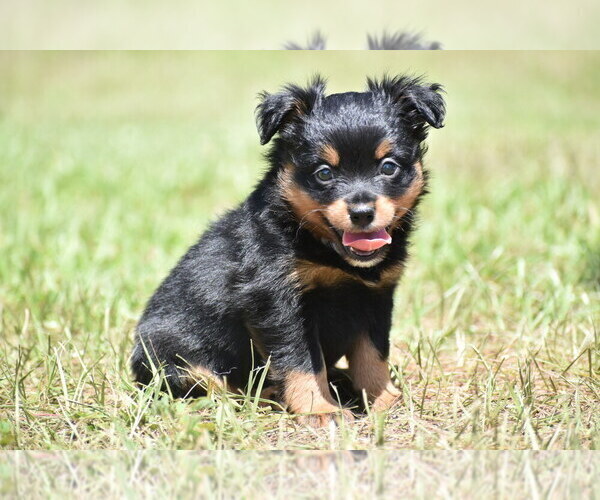 Medium Photo #2 Miniature American Shepherd Puppy For Sale in PALM COAST, FL, USA