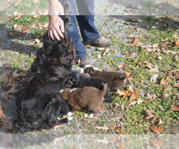 Medium Photo #8 Border Sheepdog Puppy For Sale in NATHALIE, VA, USA