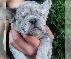 French Bulldog Puppy for Sale in PORTLAND, Oregon USA