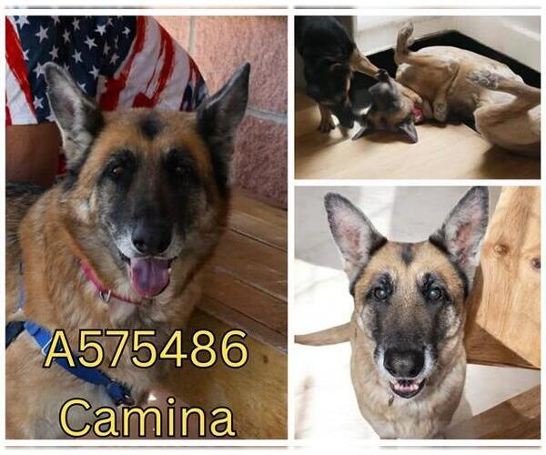 Medium Photo #2 German Shepherd Dog Puppy For Sale in San Antonio, TX, USA