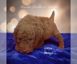 Small #6 Poodle (Standard)