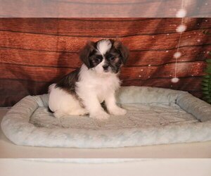 Shih Tzu Puppy for sale in PENNS CREEK, PA, USA