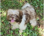 Small #6 Shih Tzu