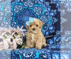 Maltipoo Puppy for sale in OXFORD, PA, USA