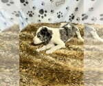 Small #1 Catahoula Leopard Dog Mix