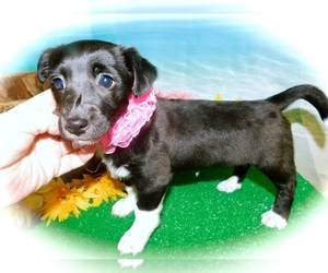 Australian Shepherd-Jack Russell Terrier Mix Puppy for sale in HAMMOND, IN, USA