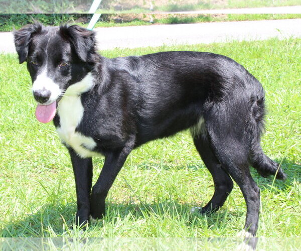 Medium Photo #4 Border Collie-Unknown Mix Puppy For Sale in Prattville, AL, USA