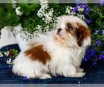 Small #6 Shih Tzu