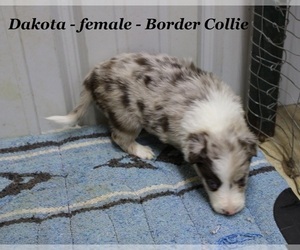 Border Collie Puppy for sale in CLARKRANGE, TN, USA