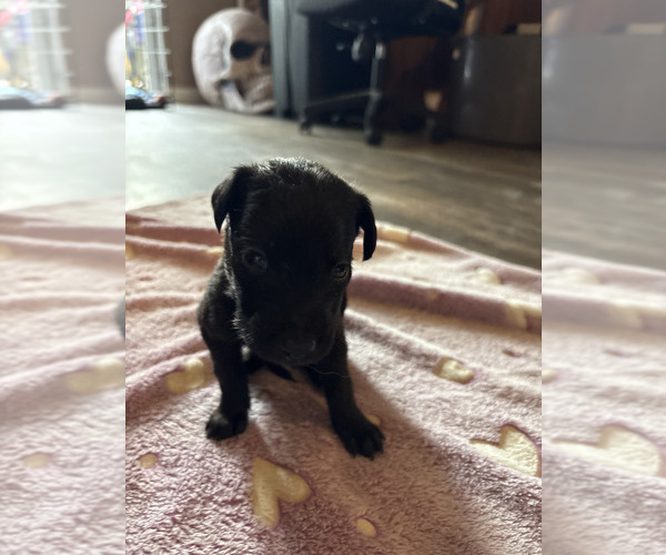 Medium Photo #15 Dutch Shepherd -Golden Retriever Mix Puppy For Sale in LAS VEGAS, NV, USA