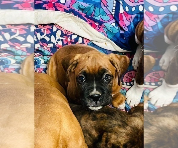 Medium Photo #23 Boxer Puppy For Sale in COWETA, OK, USA
