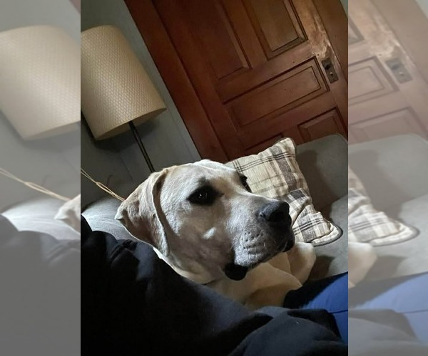 Medium Photo #7 Labrador Retriever-Unknown Mix Puppy For Sale in Germantown, OH, USA