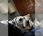 Small #6 Labrador Retriever Mix