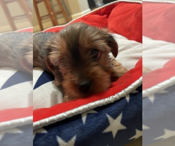 Medium Photo #9 Yorkshire Terrier Puppy For Sale in RANCHO CORDOVA, CA, USA