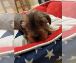 Small #8 Yorkshire Terrier