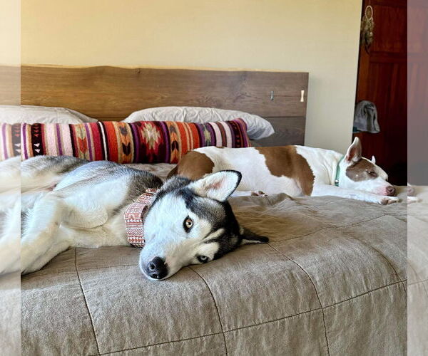 Medium Photo #4 Siberian Husky Puppy For Sale in Germantown, OH, USA