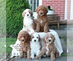 Small #1 Goldendoodle (Miniature)