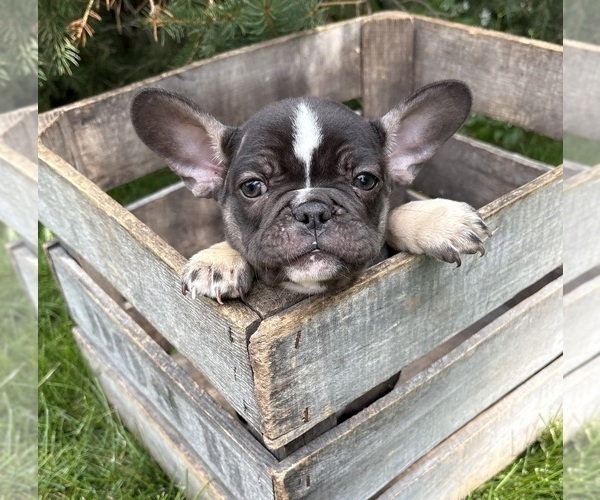 Medium Photo #3 French Bulldog Puppy For Sale in MIDDLEBURY, IN, USA