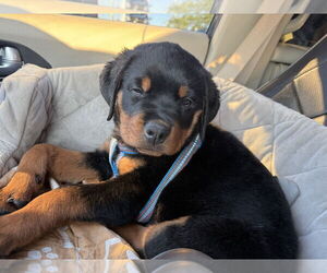 Rottweiler Dogs for adoption in Gilbert, AZ, USA