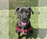 Small #3 American Pit Bull Terrier Mix