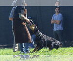 Small Photo #27 Doberman Pinscher Puppy For Sale in FORT LAUDERDALE, FL, USA