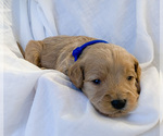 Small Photo #7 Goldendoodle-Poodle (Toy) Mix Puppy For Sale in LOGAN, UT, USA