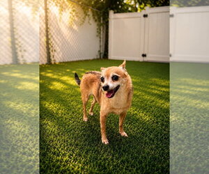 Marley - Male Chihuahua-Unknown Mix Dog for Adoption - Photo #8