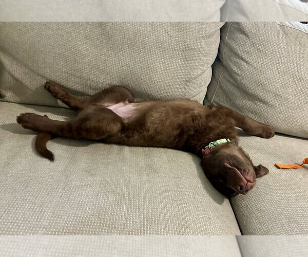 Medium Photo #3 Mutt Puppy For Sale in Springdale, PA, USA