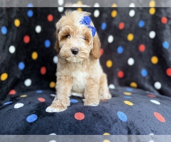 Medium Photo #5 Cock-A-Poo Puppy For Sale in LAKELAND, FL, USA