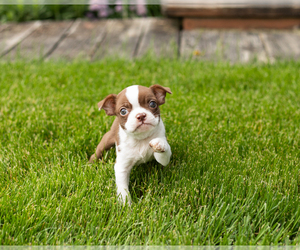 Boston Terrier Puppy for sale in NAPPANEE, IN, USA