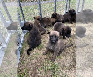 Dutch Sheepdog-German Shepherd Dog Mix Puppy for sale in KENNEBUNKPORT, ME, USA