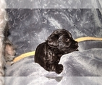 Small Photo #9 Schnauzer (Miniature)-Schnauzer (Standard) Mix Puppy For Sale in ALAMOSA, CO, USA