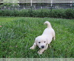 Small #19 Golden Retriever