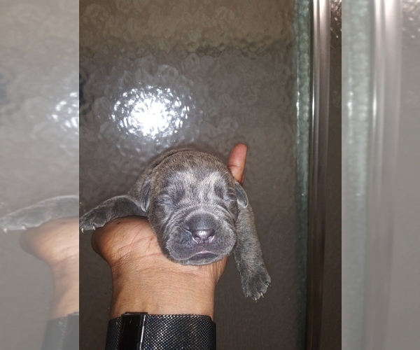 Medium Photo #3 Cane Corso Puppy For Sale in COLUMBIA, SC, USA