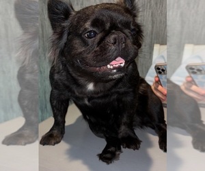 Mother of the French Bulldog puppies born on 08/07/2025