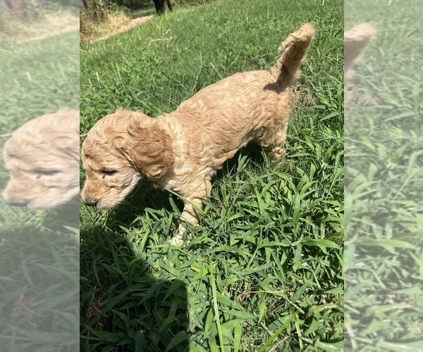Medium Photo #2 Goldendoodle Puppy For Sale in EDMOND, OK, USA
