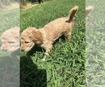 Small #1 Goldendoodle