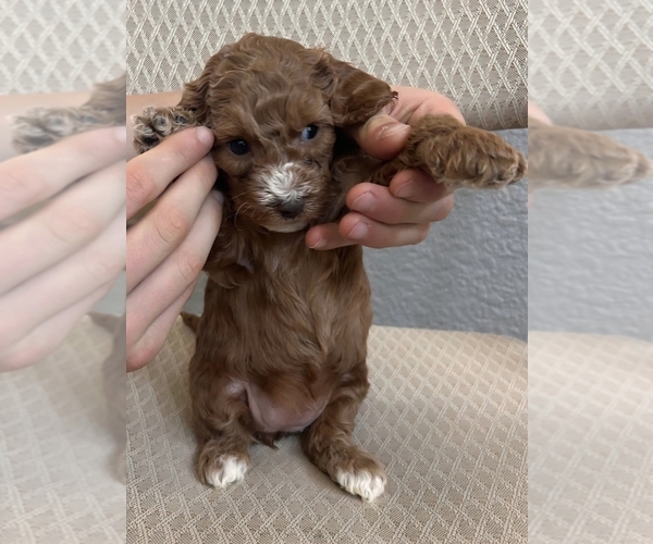 Medium Photo #8 Cock-A-Poo Puppy For Sale in FOLSOM, CA, USA