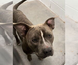 American Pit Bull Terrier-Unknown Mix Dogs for adoption in Tavares, FL, USA